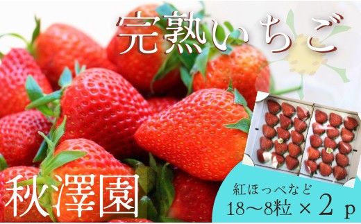 18～8粒×2P】秋澤園の樹なり完熟いちご - 千葉県鎌ケ谷市｜ふるさと