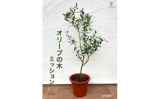 A-060 オリーブ・ミッション（6号鉢植） ※沖縄・離島への配送不可