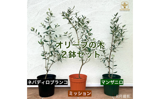 A-061 オリーブの木2品種セット（ミッション・ネバディロブランコ 