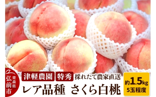26年9月発送】もも【2026年産 レア品種 さくら白桃】特秀 約1.5kg 5玉