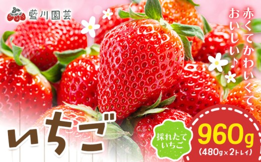 ytRsz 960g (480×2gC) 쉀|s2026N2{-4{oׁtt Rs ʕ  ̂ꂽ VN t[c ƂƂ 悢Ђ gق ق X^