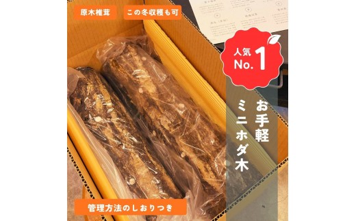 yΐ쌧szΐ쌧Yؒőz_2{iƒ؉ɃIXX̃n[tTCY40cmIj