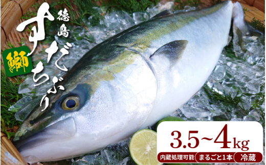 yzԂ Eh Ԃ ۂ1{ 3.5kg~4kg ①  {B uh   u  buri  CN  ӂ邳Ɣ[