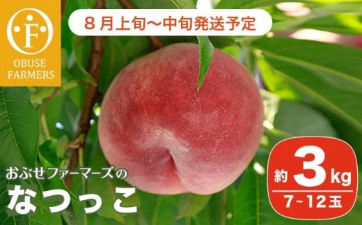 y쌧z{zȂ 3kg 7`12 mԂt@[}[Yn   t[c ʕ N[ ① 쌧Y MBY  ߘa8NYy2026N8{`{zmF-15n