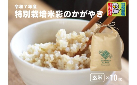 yʌgzyߘa7NYzʌSgY ʍ͔| ʂ̂₫yāz10kg