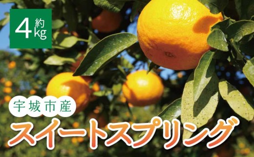 yF{Fszs\ XC[gXvO 4kg (20ʑO) y2025N12{2026N1{\zt[c ʕ  F{Y BY Y  Ђł݂