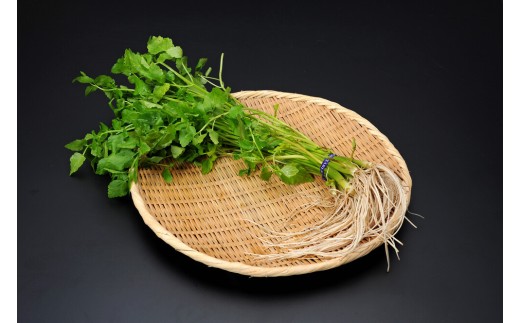 yHcszO֎YZ 5  Hc ӂ邳 lC LOyRʎz[M7801]