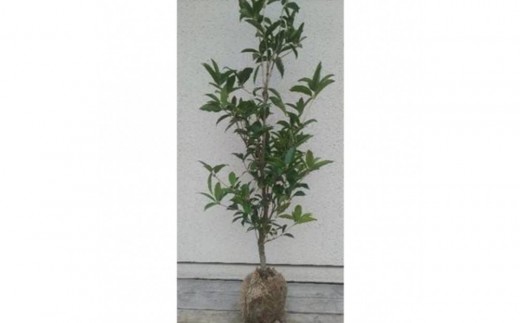 yOd鎭szlG炫MNZCiXEB[gI[uj1@戵t