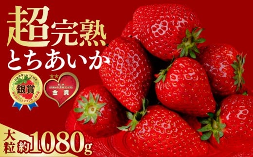 yȖ،Ζؒz  I茠ܔ_̌I&n&E Ƃ 嗱 270g × 4pbN v 1080gy1{ȍ~z|  C`S  Ƃ ƂƂ 1񂢂I茠