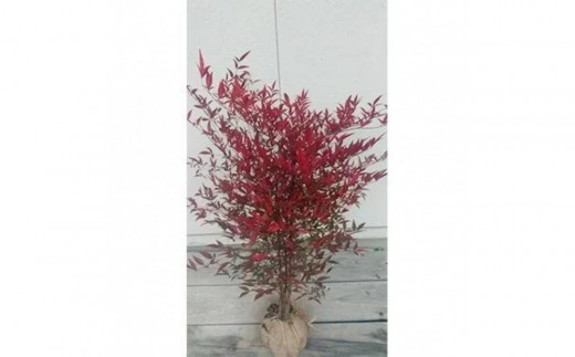 yOd鎭szgt􉏋N؁V@戵t