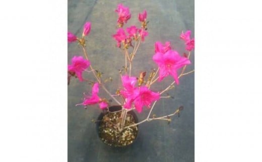 yOd鎭szlG炫~coccWȉj