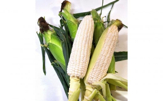 y쌧oszƒpוzCgR[@3.5kg×2