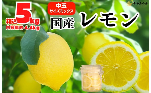 ya̎RLc쒬z  Y 5kg(eʖ4.4kg) Gi L 2L 3L TCY~bNX a̎RLcY ỷ݂z