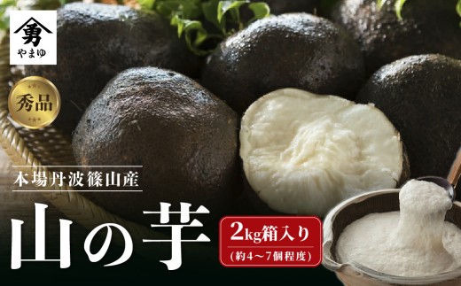 丹波篠山産 山の芋 秀品 2kg箱 新物 令和7年産 兵庫県 丹波篠山市 やま