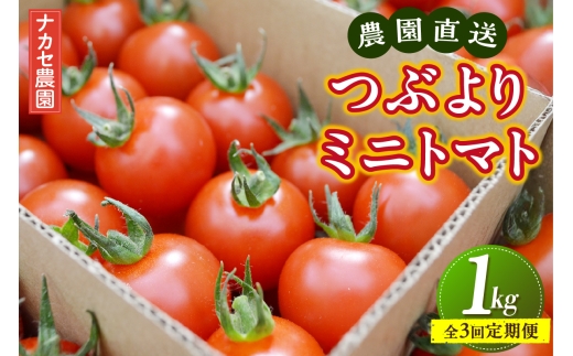 ymYzyS3ցz_ Ԃ ~jg}g 1kg×3񄠃g}g v`g}g Â  Yn  m Y