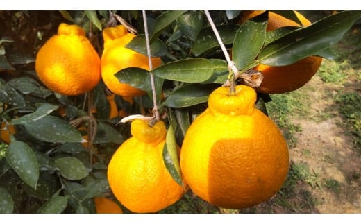 yF{FyszU68-0147@ih@sm 3kg (͔|)