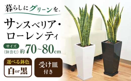 y茧呺szyIׂJ[zϗtA TXxA [eB 7   픫A 75cm OXNGA/TXxA A ϗt A CeA  v[g/呺s/