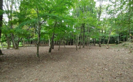 yRgzhv ъԃt[TCg dt  12 R Lv Lv p h AEghA g