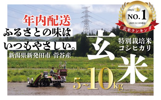 yVVcszyɂܐVāzNz ߘa7NY  ʍ͔| RVqJ Iׂ 5kg 10kg _ ͕ VY V VcY V V Vcs O[t@[ kurami