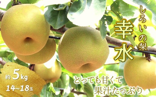 ytszy2026NHnz낢̗ K 5kg 14`18 \t