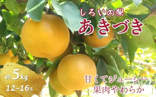 ytszy2026NHnz Â 5kg 12`16 낢̗ \t  䒆Iʏg