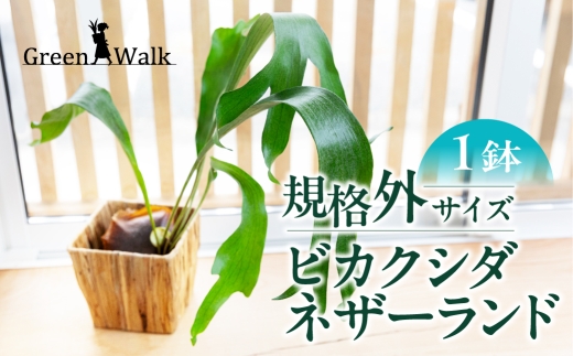 ymLszrJNV_lU[h yA 󂠂(3) 1 CeA  O[ A ȒP S 킢 R  ϗtA Green Walk O[EH[N m Ls