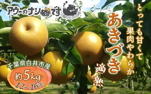 ytszy2026NHnz  Â 5kg 12`16 _ƒ ts s\t AE[t@[