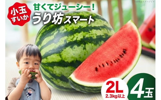 y茧szAJ636 yߘa8Nxoוz ܂邫_ VX}[g 2LTCY(2.3-2.8kg) 4  [ XCJ  Z  ʃXCJ V EV ڂ E{[ ܂邫_ 茧 