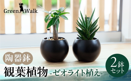 観葉植物 2鉢セット 【陶器鉢（ブラックバルーン）】ゼオライト植え