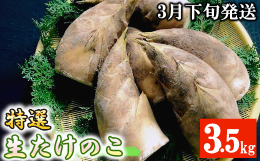 先行受付】特選 生たけのこ 3.5kg予約 3月下旬発送 熊本県 南関町産 春