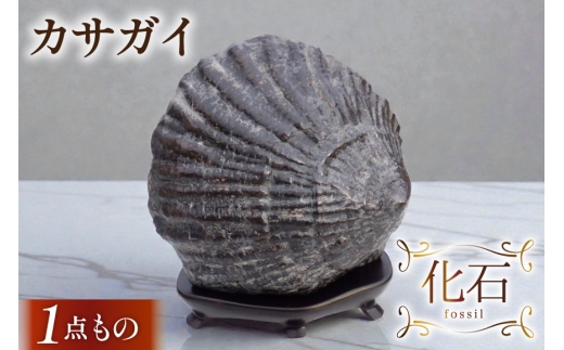 化石 カサガイ 北海道産 [加藤樹石苑 北海道 歌志内市 01227an019] 1点
