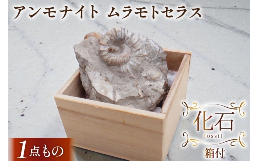 化石 ムラモトセラス（羽幌産）アンモナイト 箱付 [加藤樹石苑 北海道