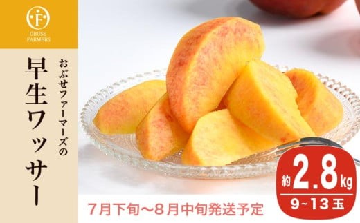 早生ワッサー 約2.8kg 9～13玉 ［おぶせファーマーズ］果物 フルーツ