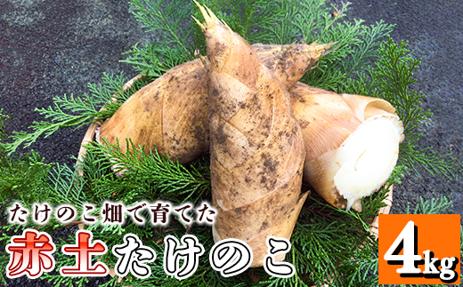 先行受付】たけのこ畑で育てた赤土たけのこ 4kg予約 3月下旬発送 熊本