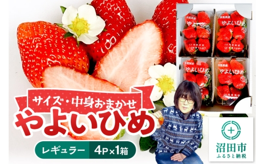 yQncszs2026N1{`2{tg܂u悢Ђ߁vM[pbN 250g 4pbN×1 R  C`S 