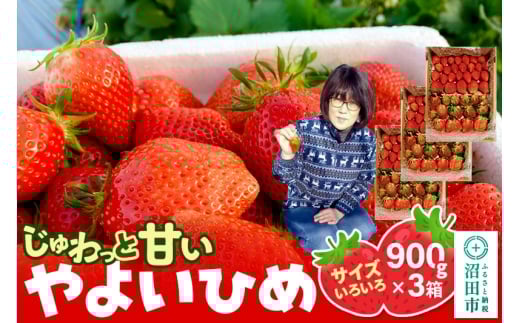 yQncszs2026N1{`2{tƊÂITCY낢u悢Ђ߁v2700gi900g×3^jR  C`S 