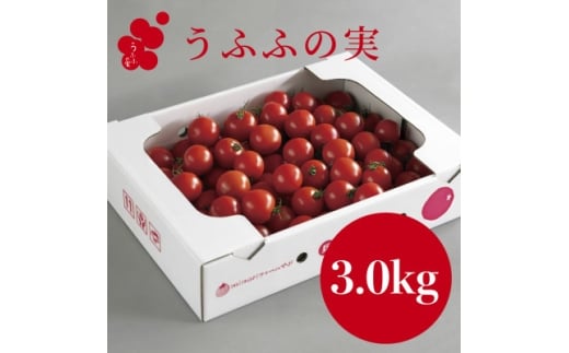 yɌ{szYng}g(3.0kg)  ӂӂ̎ xt[cg}g@ACbN퉷y1672592z