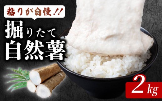安田町産 粘りが自慢 掘りたて自然薯2kg 自然薯 2kg 国産 じねんじょ