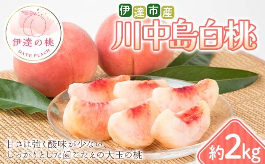 2026年出荷分先行予約】福島県 伊達市産 川中島白桃 約2kg (4～7玉