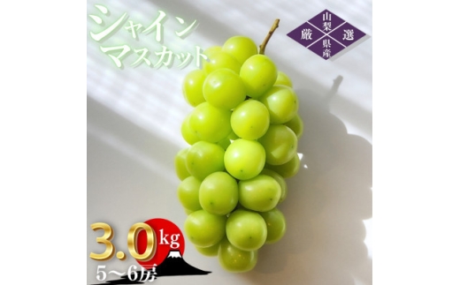 2026年発送 先行受付＞山梨県山梨市産 朝採れ シャインマスカット 3.0