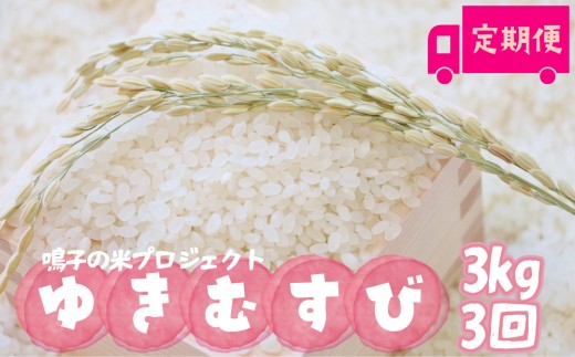 y{錧szq̕ăvWFNg 䂫ނ3kg×3 ցy2025NYzb{錧sqY