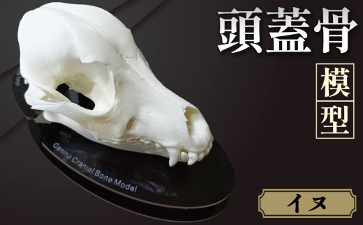 ネコの頭蓋骨模型 ／ 模型 猫 骨 骨格 樹脂模型 獣医 診察室 イン