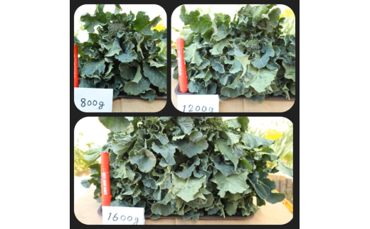 y_ސ쌧`szœx@Ob@ƏオťsubR[uAb^vi1,800gj008-44-1