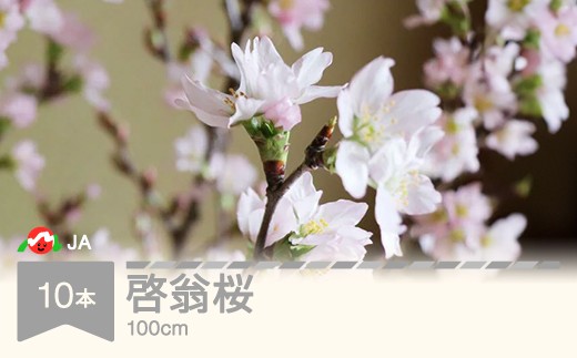 啓翁桜 100cm 10本 ケイオウザクラ さくら 2026年産 令和8年産 1月上旬