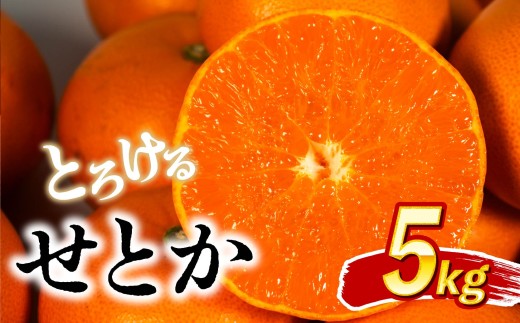 数量限定 せとか 5kg みかん ミカン 柑橘 せとか フルーツ くだもの