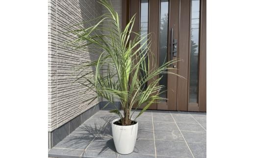 yOd鎭szRRXV 7(21cm) Jo[ Ύ (K[fjOp)