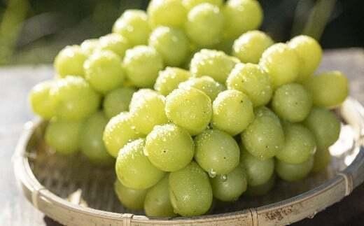 2026年先行予約】 シャインマスカット 約1.8kg ≪2026年9月下旬～順次