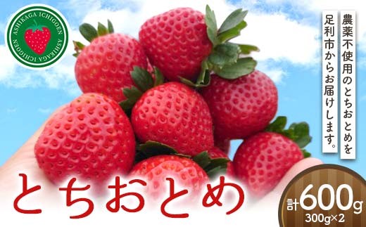 農家直送　とちおとめ　大粒いちご苗　30株セット 農薬不使用とちおとめ300gを2パック いちご イチゴ 苺 デザート