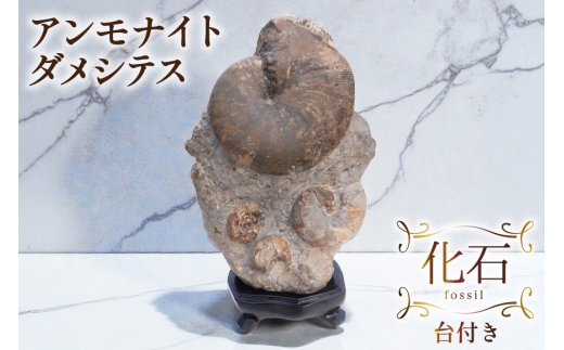 化石 アンモナイト メノウ　化石　台座付き　北海道産 立派！堂々たる風格が備わった北海道産のアンモナイト（Ammonite）の母