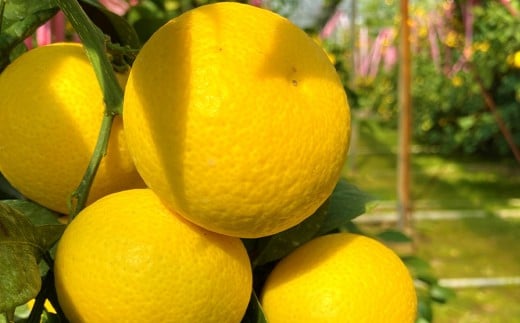 y_ސ쌧͌zy󏭃t[czāEÓS[h()3kg@2026N1{`{\